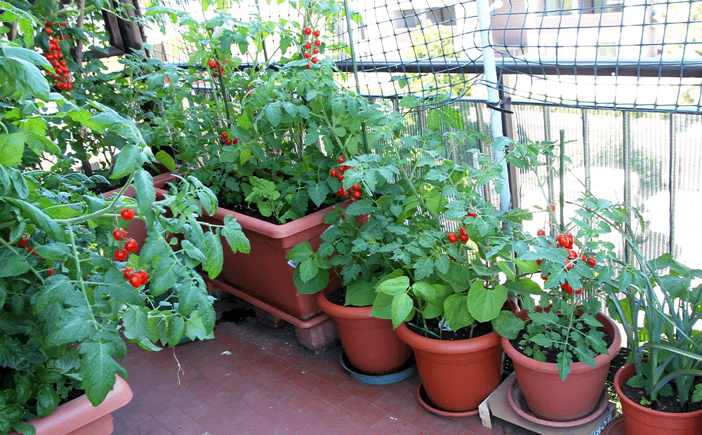 Container Gardening Tips for Small Balconies and Apartments