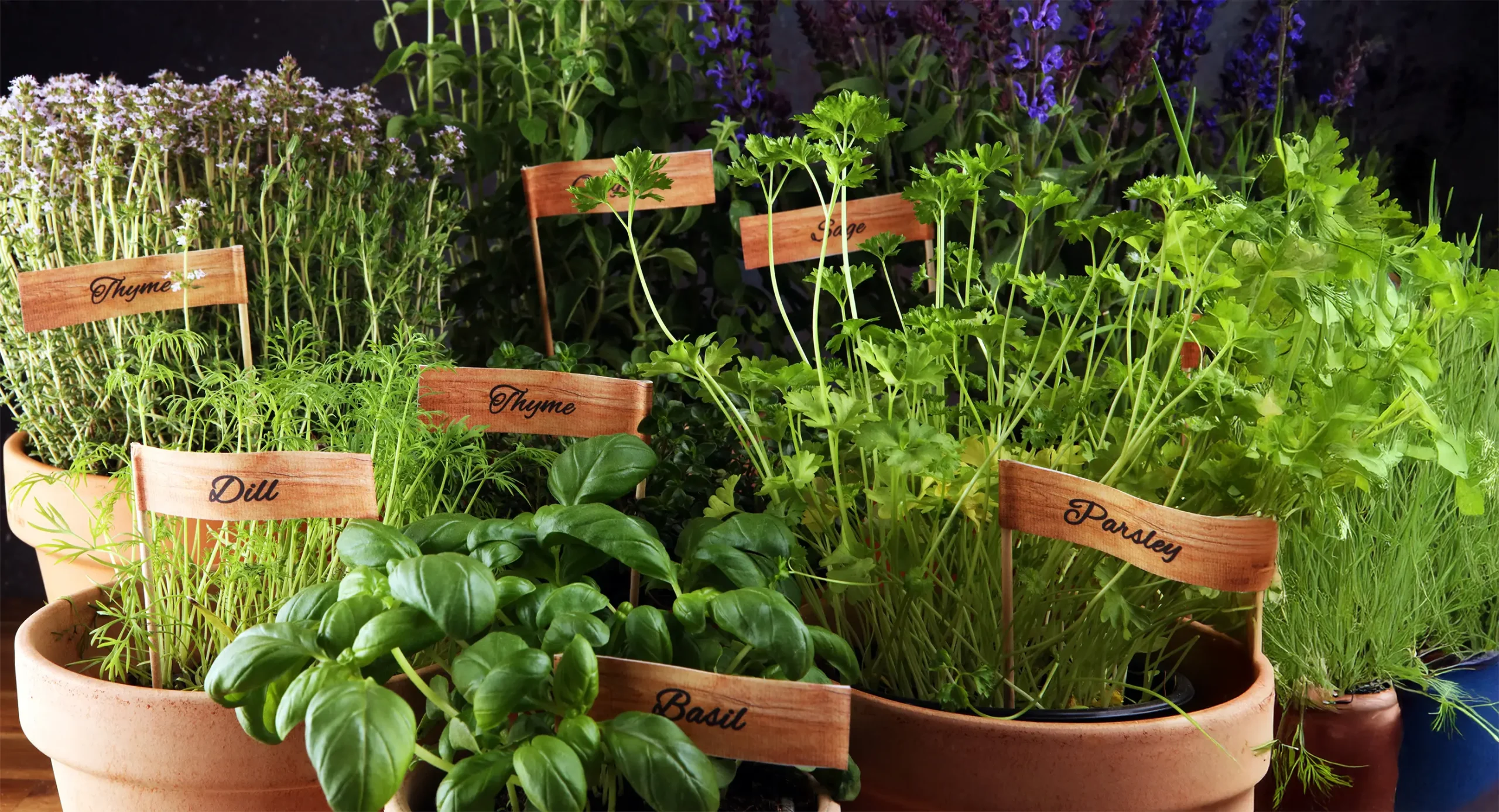 How to Grow Fresh Herbs Indoors All Year Round