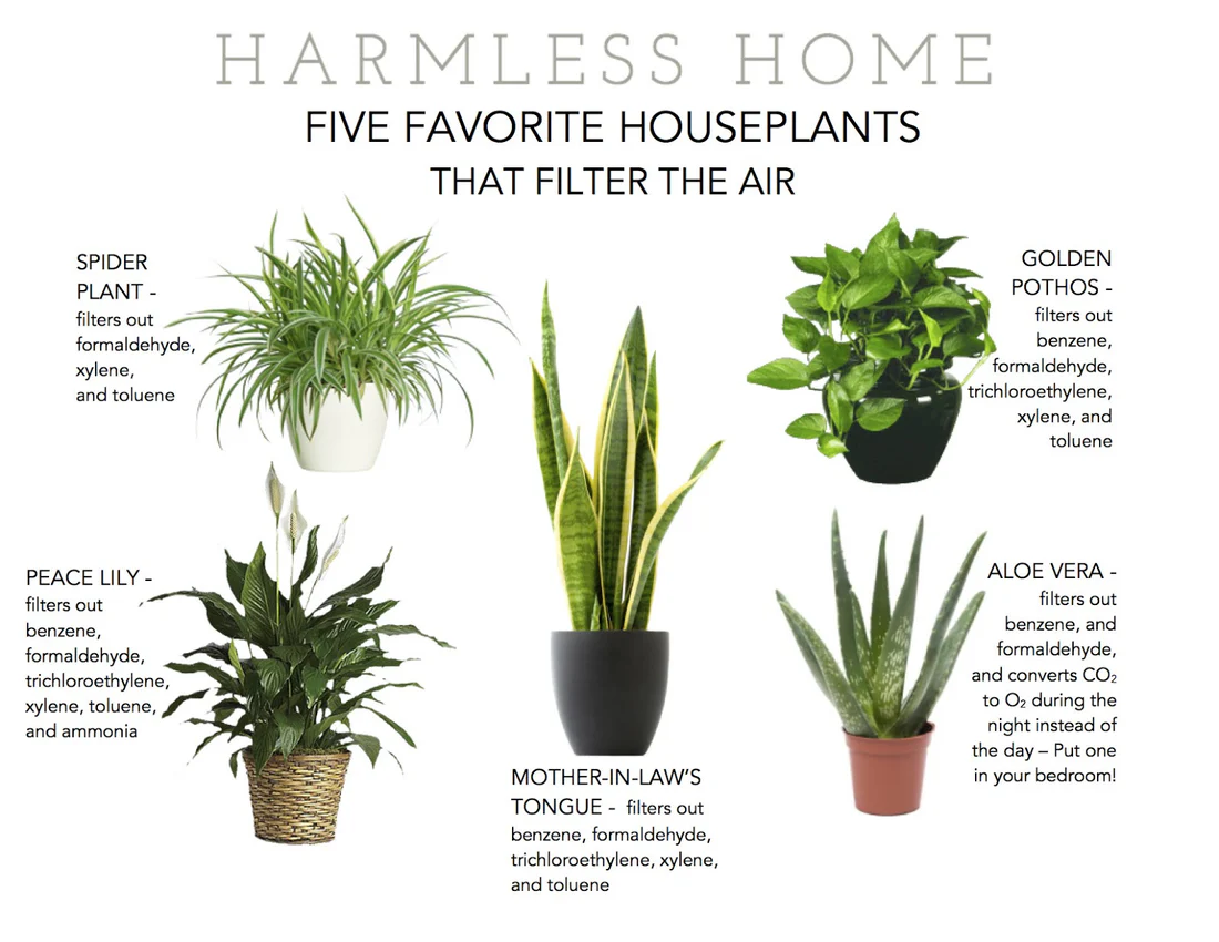 Best Indoor Plants to Improve Air Quality Naturally