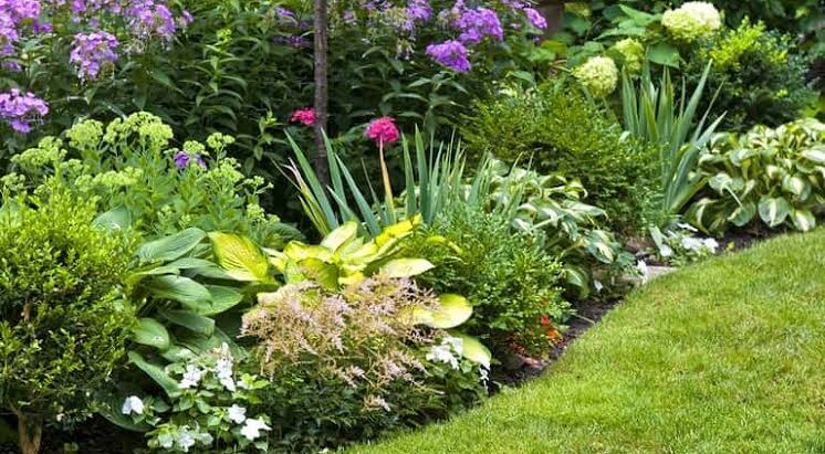 20 Low-Maintenance Plants Perfect for Busy Homeowners