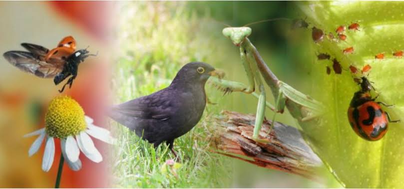 Organic Pest Control Methods That Actually Work